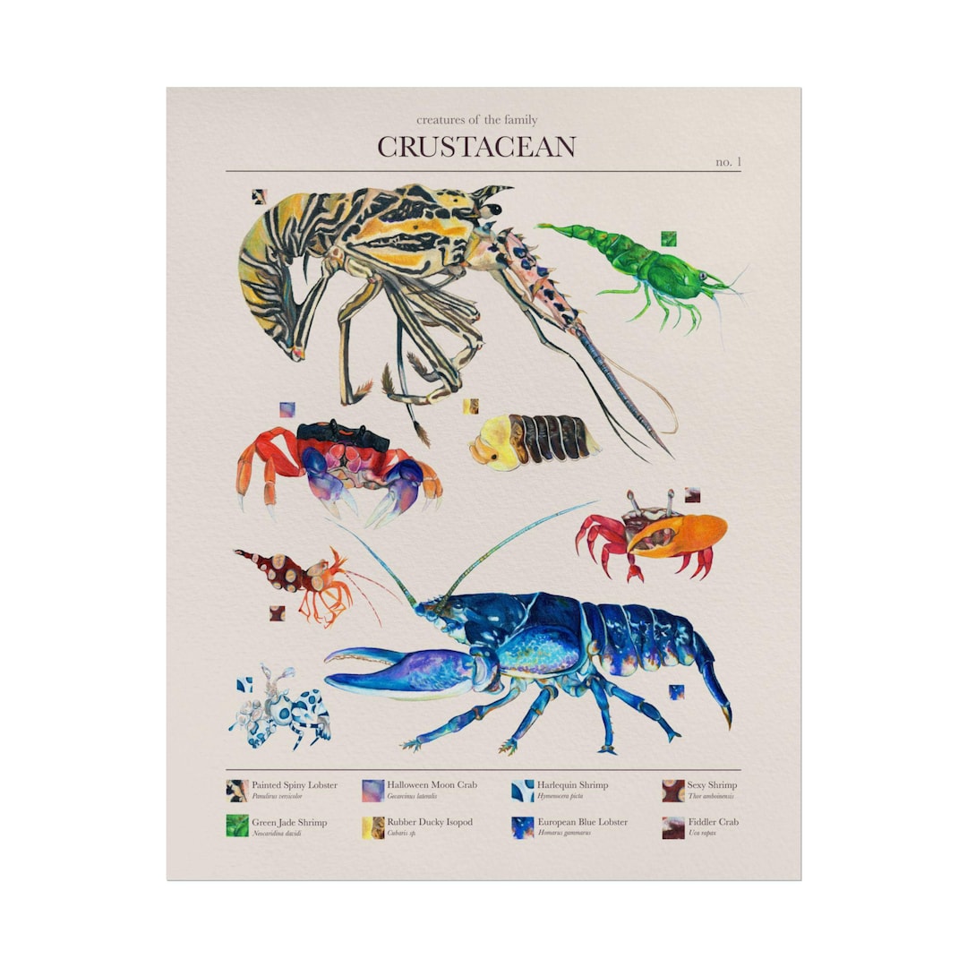 Crustacean Classification Art Print: Hand-drawn Crab, Lobster Poster - Etsy