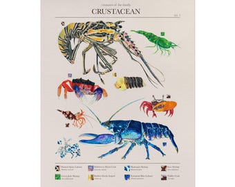 Stampa artistica sulla classificazione dei crostacei: poster di granchio e aragosta disegnati a mano