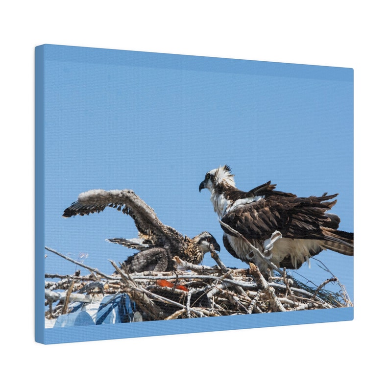 Osprey Nest: Streaching Wing Matte Canvas, Stretched, 0.75 - Etsy
