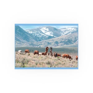 Mustang Brawl Satin and Archival Matte Posters, Wall art, gift for horse lovers, gift for mustang lovers, hanging art, photography, art