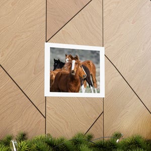 ムスタングの顔プレミアムマット横長ポスター、壁アート、吊り下げアート、馬の写真、馬好きへの贈り物、野生動物の写真