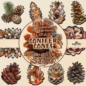 Clipart coni di conifere, ClipArt di pigne, adesivi DIGITALI di conifere PNG, pigne stilizzate sfondo trasparente Set di 35