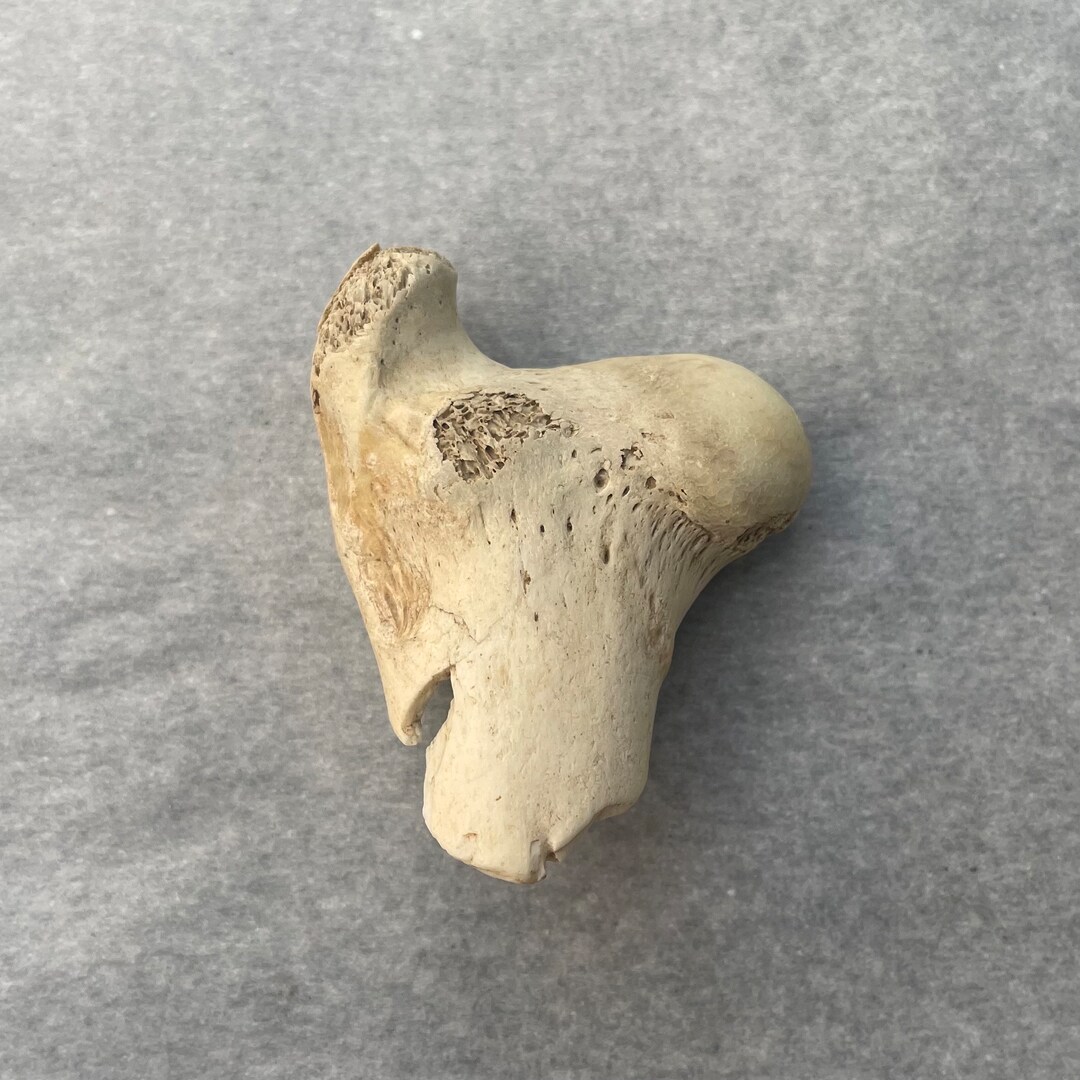 Real Authentic Bone Simmered Maceration Cleaned Etsy