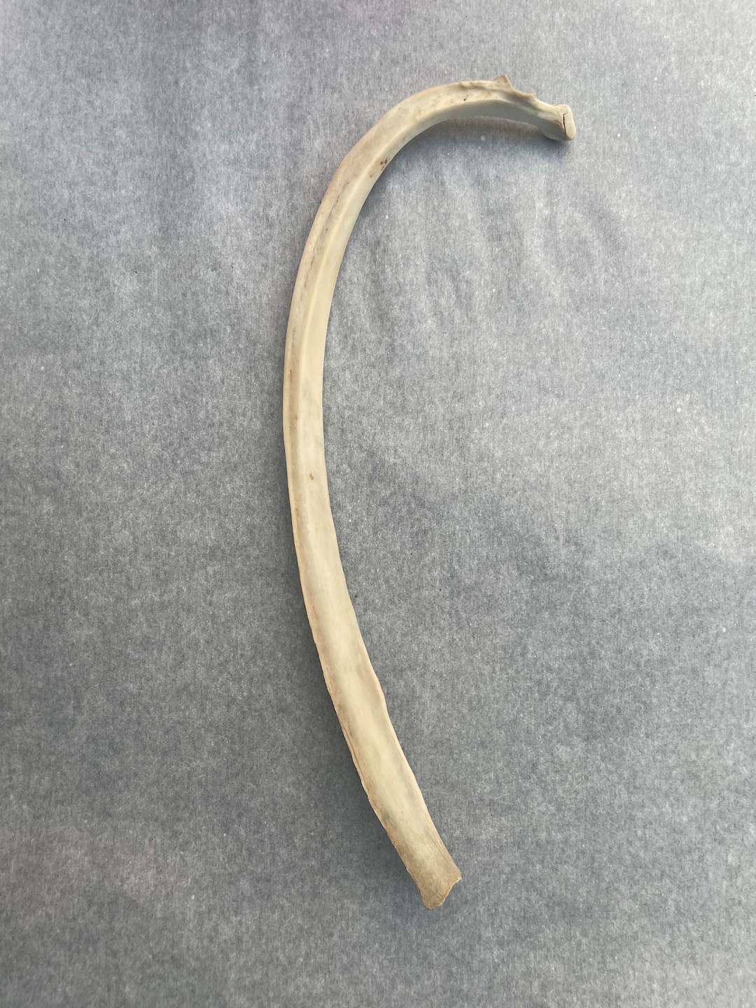 Real Authentic Bone Simmered Maceration Cleaned Etsy