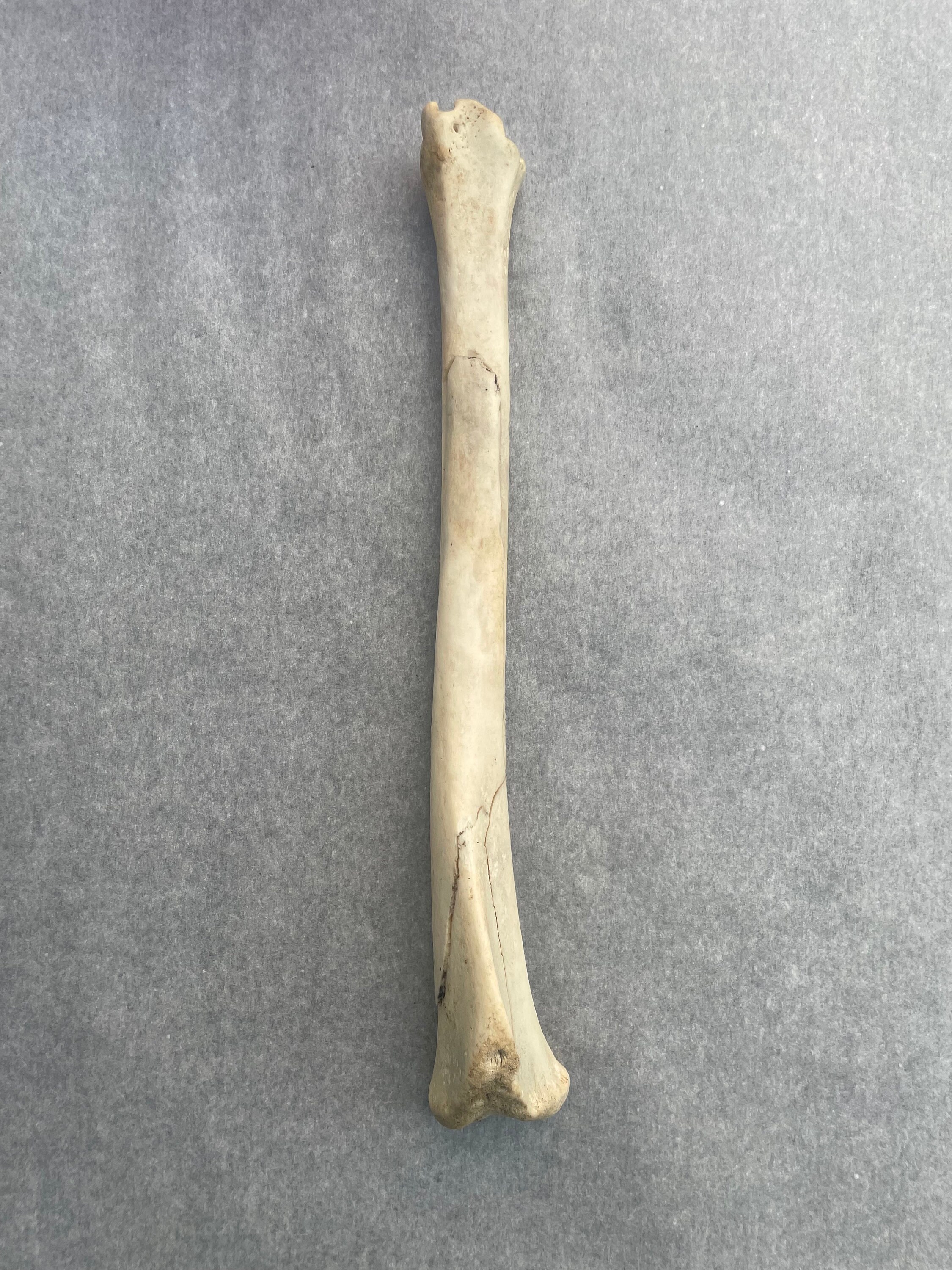 Real Authentic Bone Simmered Maceration Cleaned Etsy