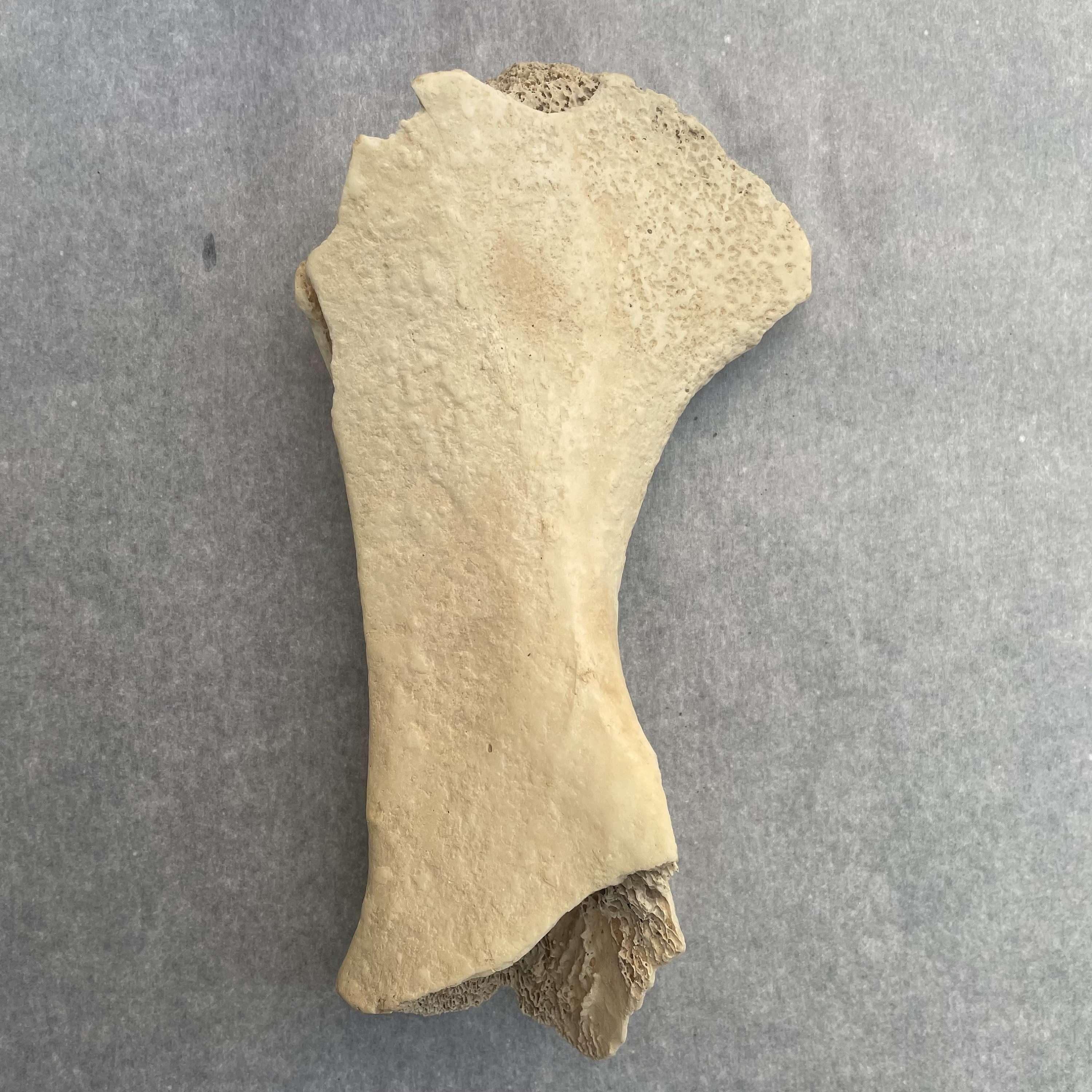 Real Authentic Bone Simmered Maceration Cleaned Etsy