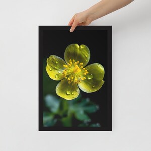Yellow Buttercup - Instant Download - Printable Art picture/poster of a beautiful flower perfect for any occasion
