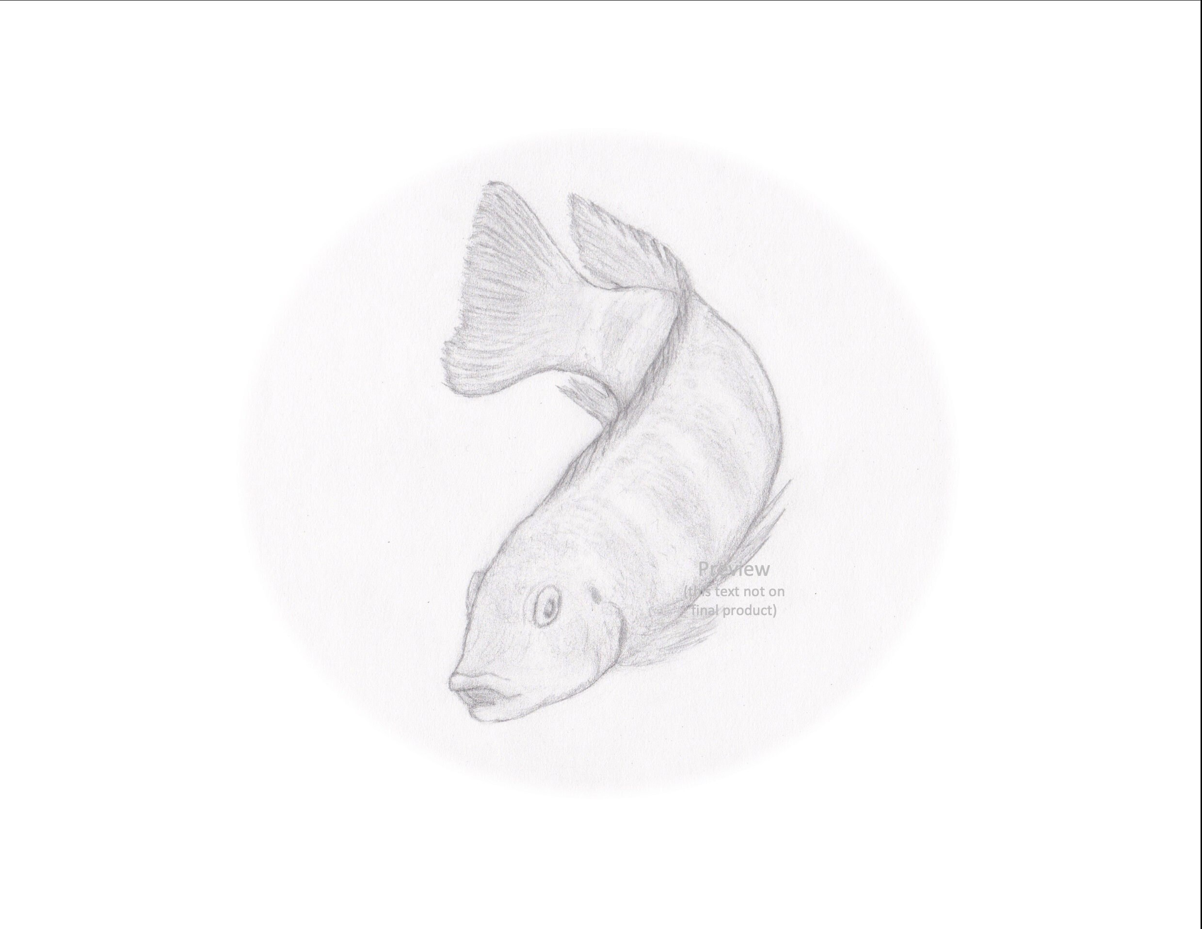 Tropical Fish 8.5 X 11 Cichlid Hand Drawn Pencil Sketch Oval Art