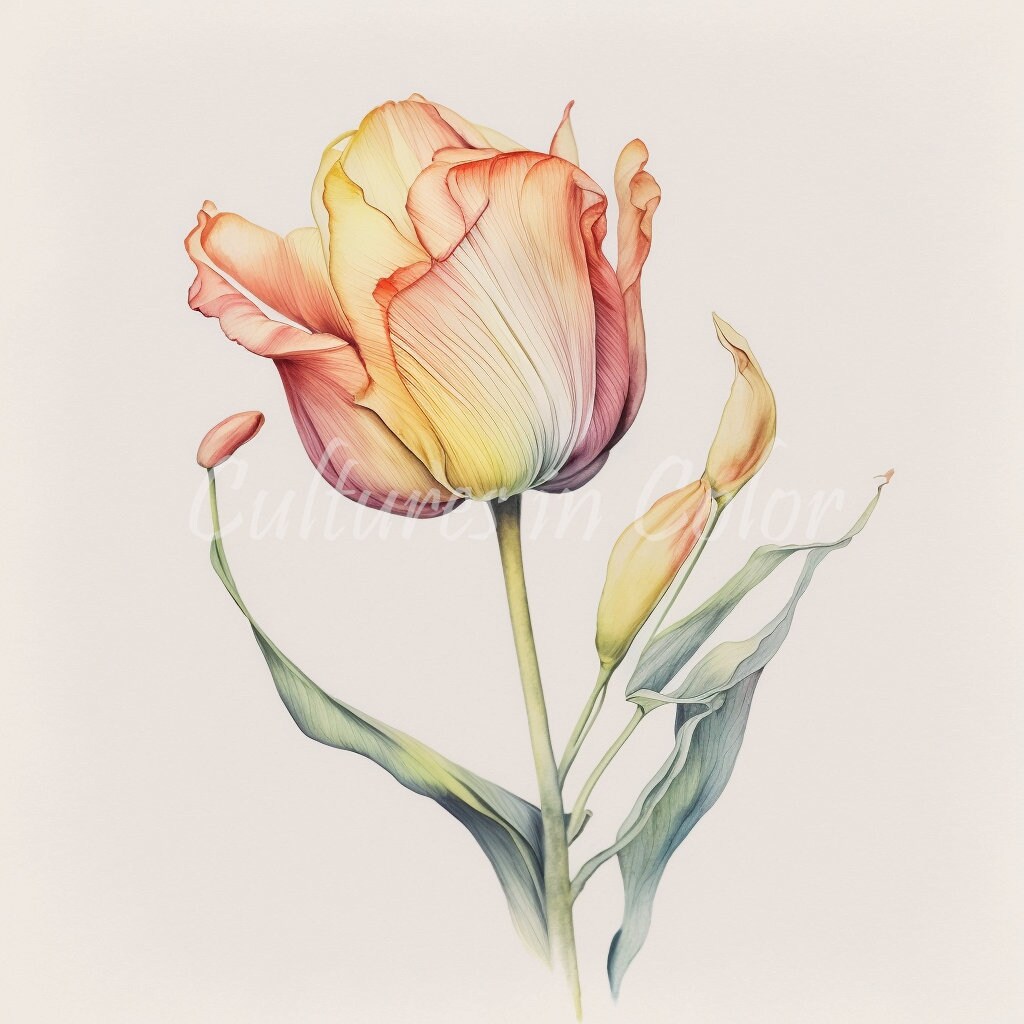 Tulip Clipart 10 High Quality Images Digital Art Bundle - Etsy