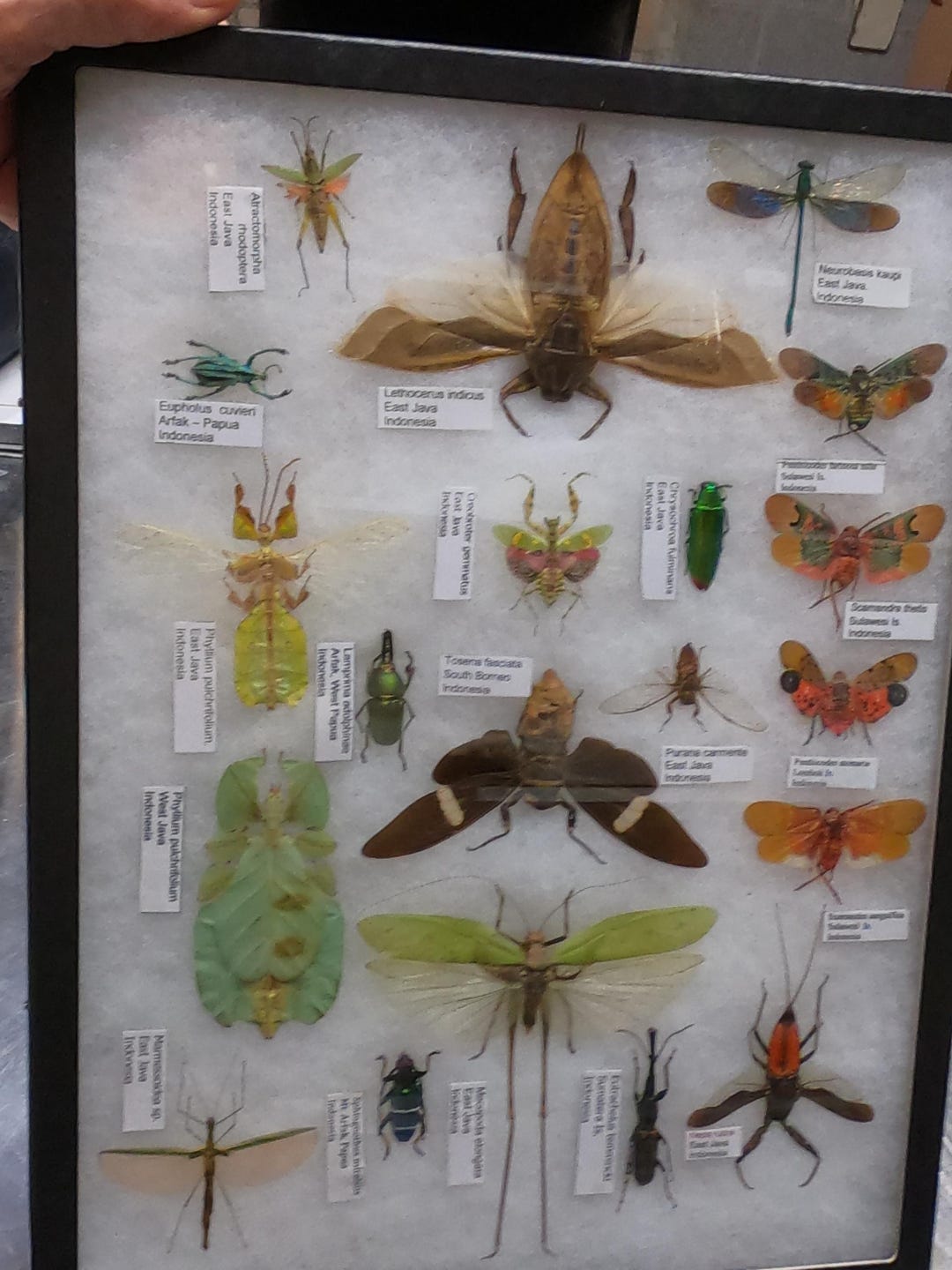 Insect Collection All A-1 Different Species Full Data 16X12 Riker Mount ...
