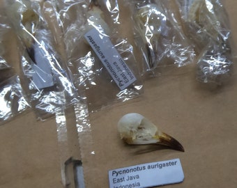 6 bird skulls perfect full data perfect specimens Pycnonotus aurigaster species