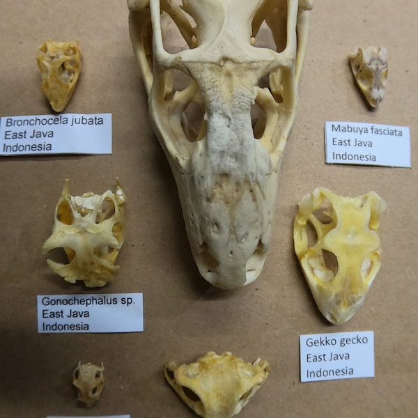 7 lizard skulls, all A-1 different species full data HUGE 4 inch specimen