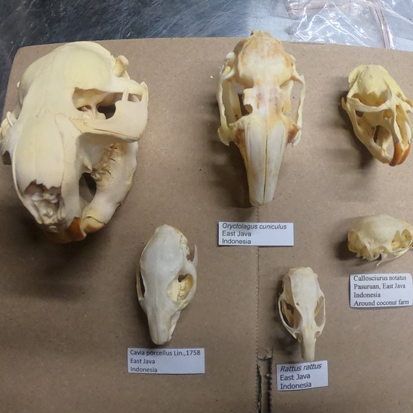 6 rodent skulls beaver muskrat rabbit and three smaller rodents from Indonesia full data perfect specimens