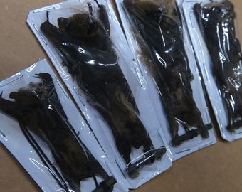 4 perfect bat specimens full data dried preserved U.S.A.  shipped