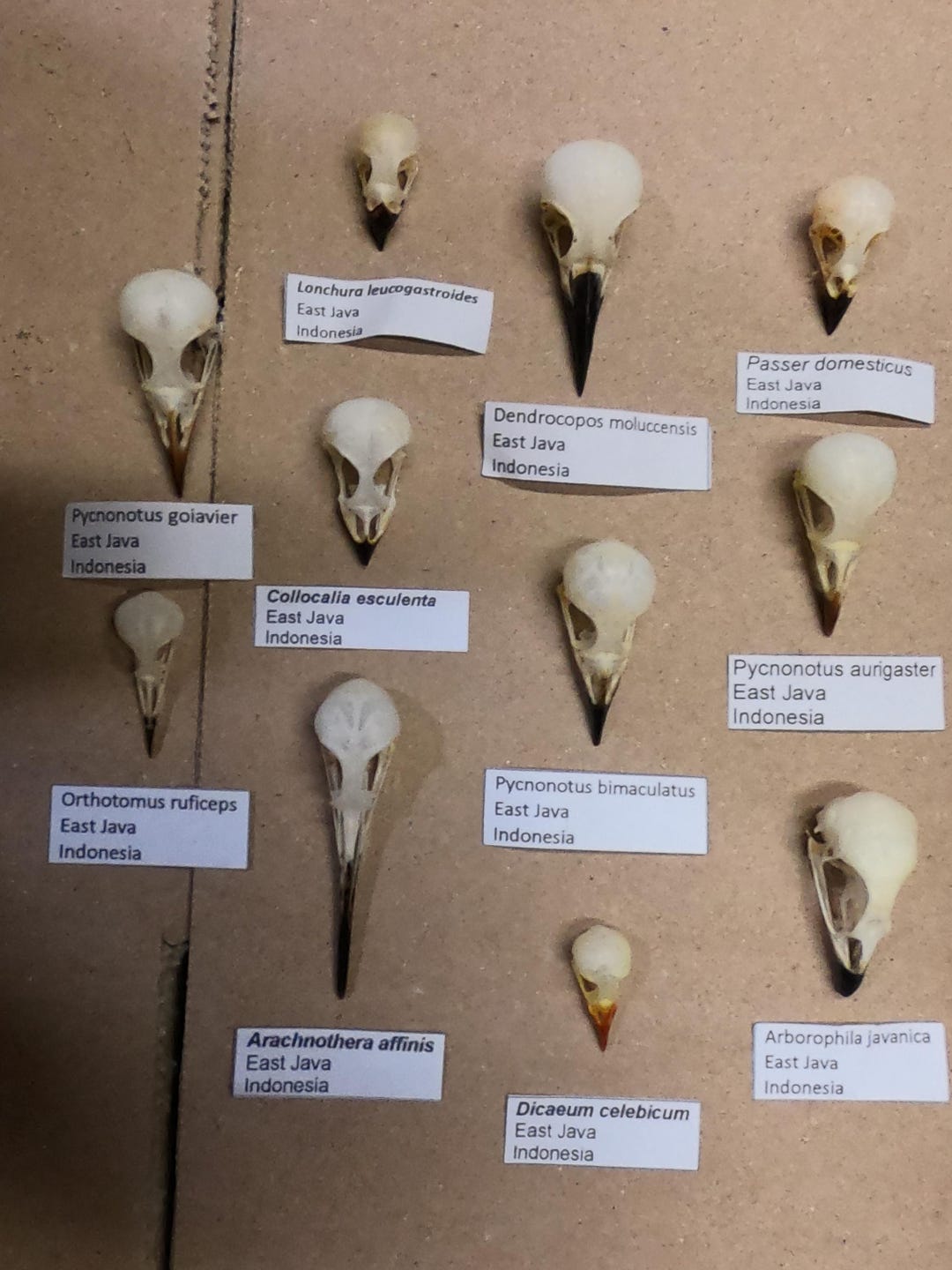 11 Bird Skulls, All A-1 Different Species Full Data - Etsy