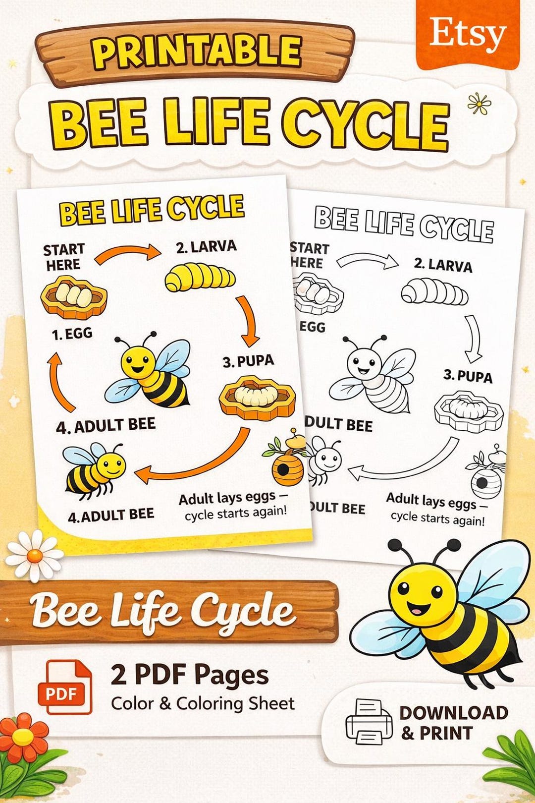 Bee Life Cycle | Spring | Printable - Etsy
