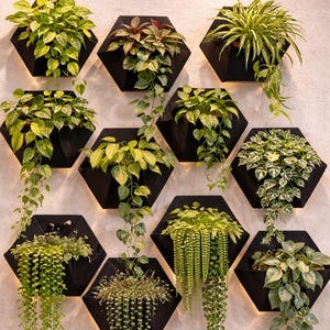 Puede incluir: Una colección de jardineras hexagonales negras, cada una llena de varias plantas verdes. Las jardineras están dispuestas en un patrón de cuadrícula en una pared de color claro, creando un jardín vertical moderno. Algunas plantas caen hacia abajo.