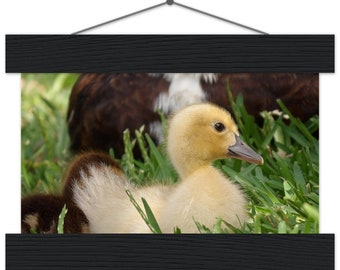 Yellow Muscovy Duckling