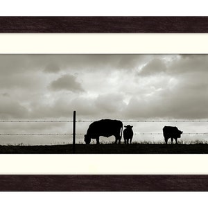 Vaches sur le Moo, Art de la vache, impression giclée de photographie noir et blanc, imprimée sur du beau papier d'artiste encadrée dans un cadre rustique noir,