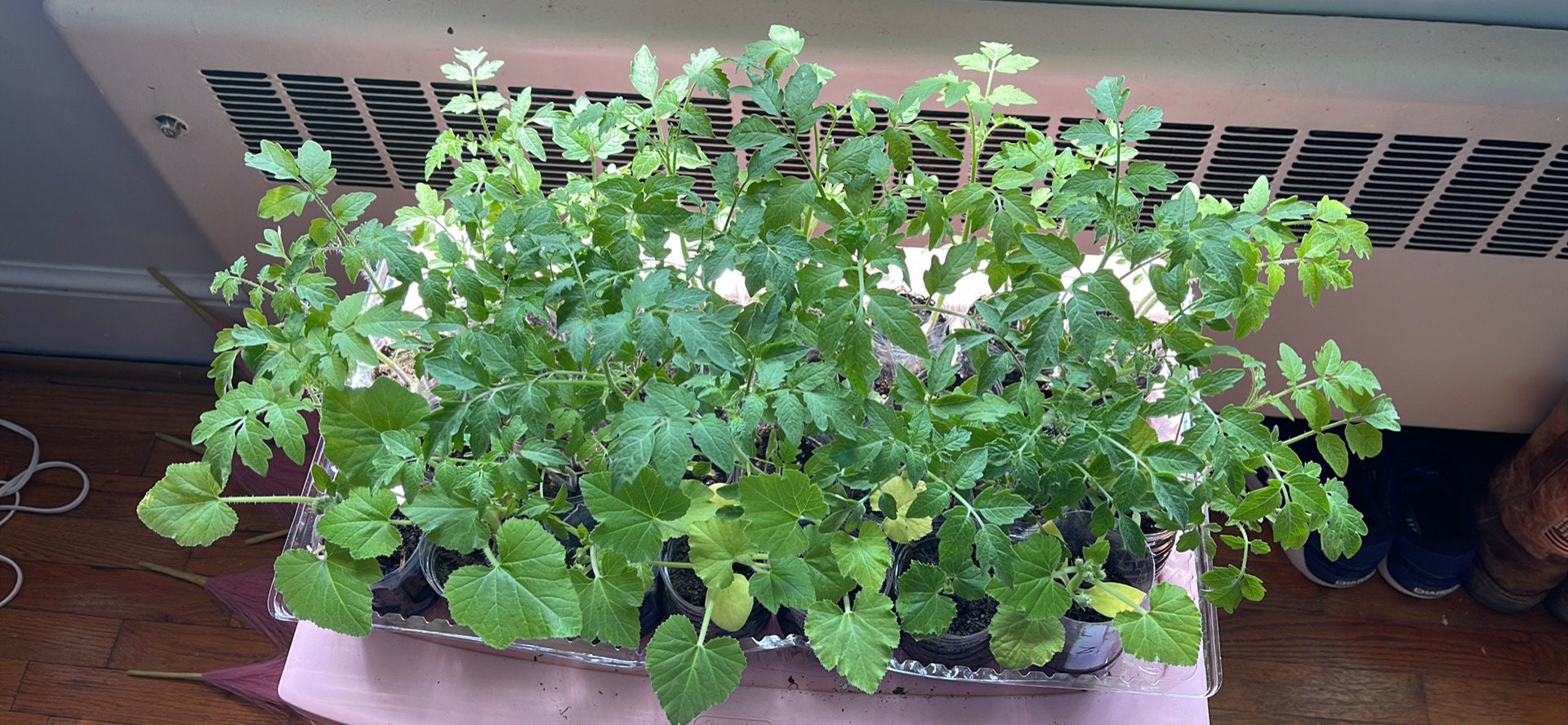 LIVE Tomato Plants Etsy