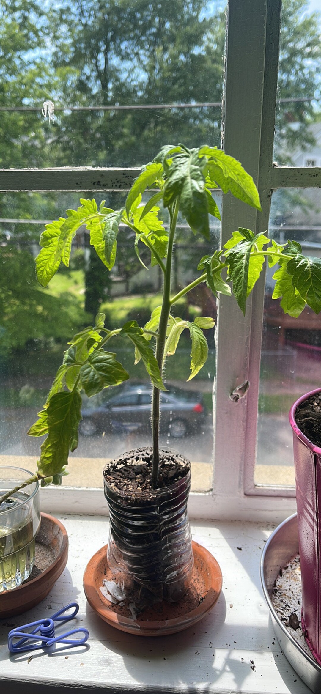 LIVE Tomato Plants Etsy
