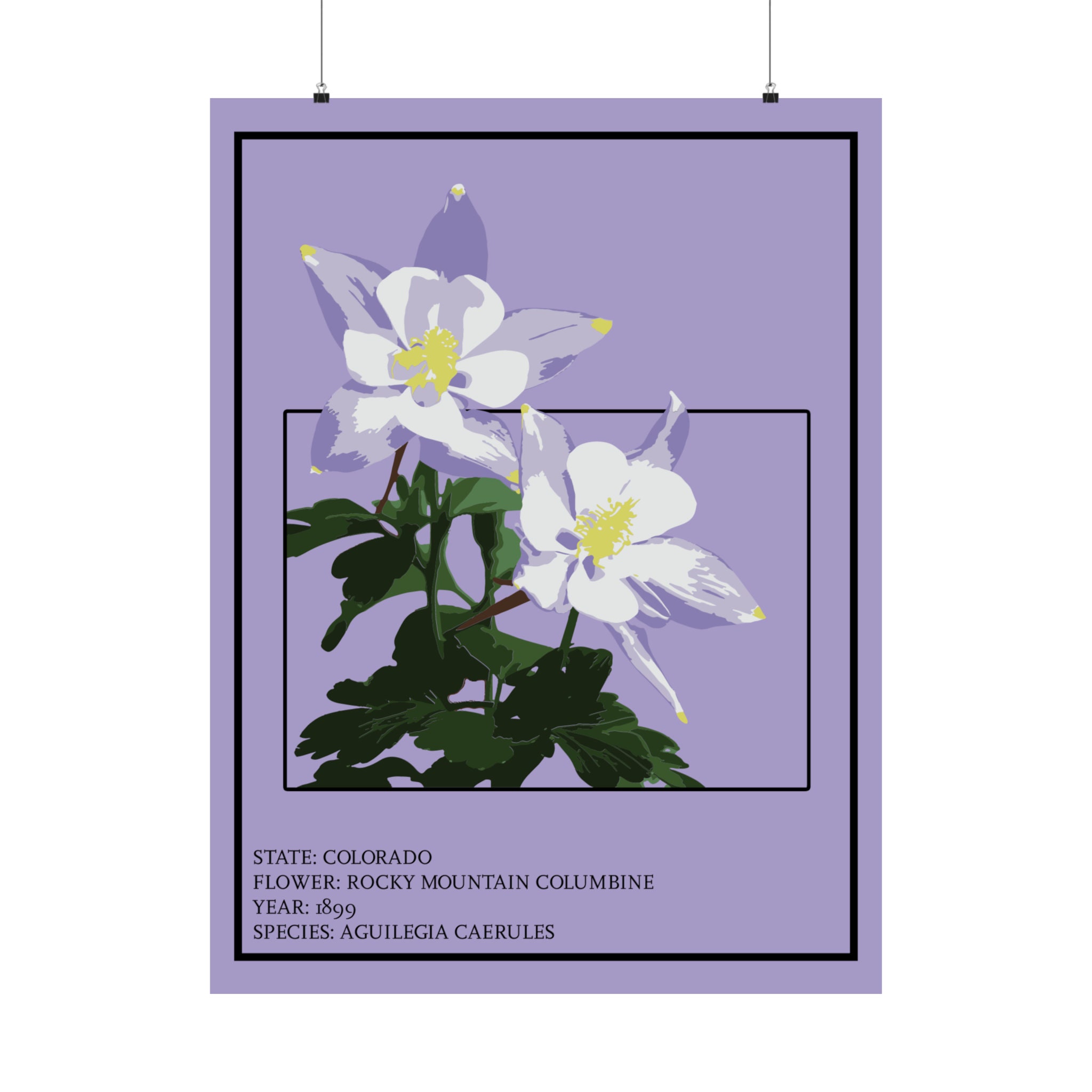 Colorado Columbine Print: Rocky Mountain State Flower Poster - Etsy
