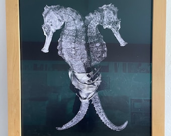 Seahorse by Christian Gaul