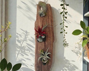 Rustic Driftwood Wall Hanging with Live Air Plants – Natural Coastal Decor, Unique Handcrafted Plant Art