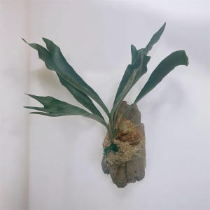 May include: A mounted staghorn fern with large, green, antler-like fronds. The fern is attached to a piece of weathered wood, with a base of moss and other natural materials. The plant is displayed against a white wall.