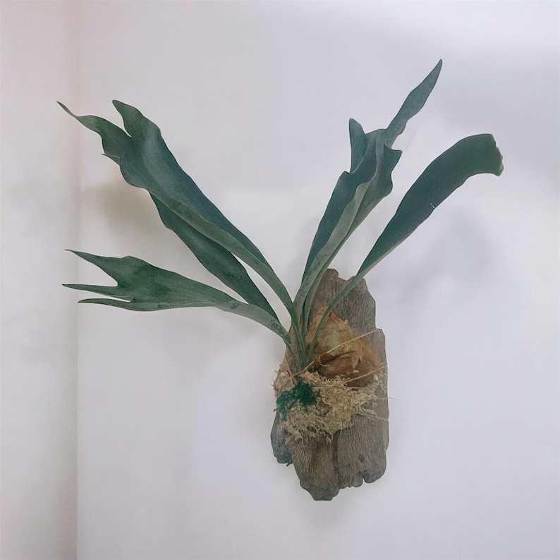 May include: A mounted staghorn fern with large, green, antler-like fronds. The fern is attached to a piece of weathered wood, with a base of moss and other natural materials. The plant is displayed against a white wall.