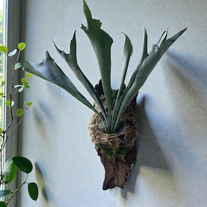May include: A staghorn fern mounted on a piece of wood. The fern has large, antler-like fronds in shades of green and gray. The mounting base is covered in moss and secured with twine, creating a natural, organic look. The plant is displayed against a light gray wall.