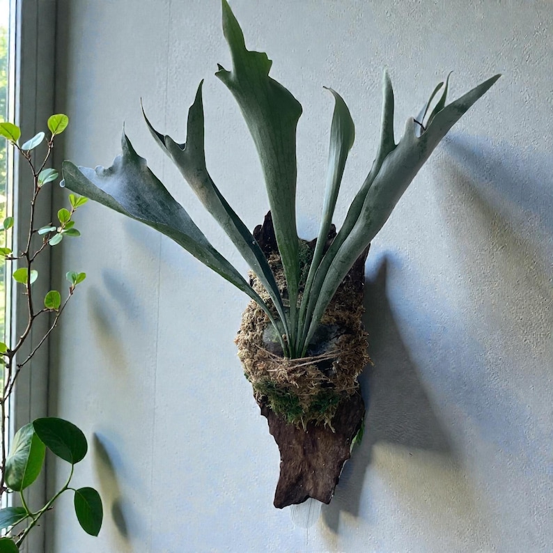 May include: A staghorn fern mounted on a piece of wood. The fern has large, antler-like fronds in shades of green and gray. The mounting base is covered in moss and secured with twine, creating a natural, organic look. The plant is displayed against a light gray wall.