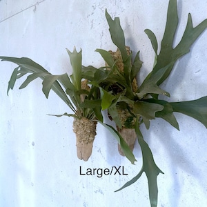 Staghorn Fern Mounted on Driftwood – Handcrafted Botanical Wall Art, Cabin Décor, Nature-Inspired Gift | Large Wall Hanging image 6