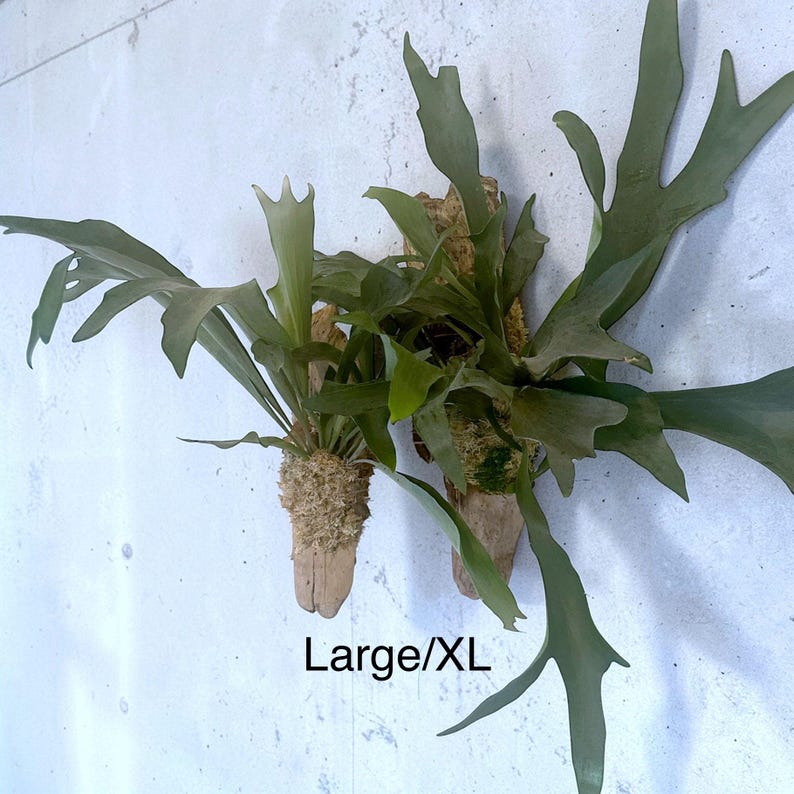 Staghorn Fern Mounted on Driftwood – Handcrafted Botanical Wall Art, Cabin Décor, Nature-Inspired Gift | Large Wall Hanging image 6