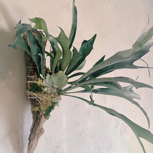 Staghorn Fern Mounted on Driftwood – Handcrafted Botanical Wall Art, Cabin Décor, Nature-Inspired Gift | Large Wall Hanging image 11