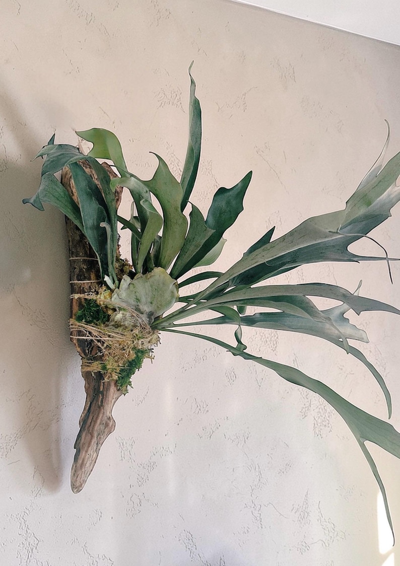Staghorn Fern Mounted on Driftwood – Handcrafted Botanical Wall Art, Cabin Décor, Nature-Inspired Gift | Large Wall Hanging image 11