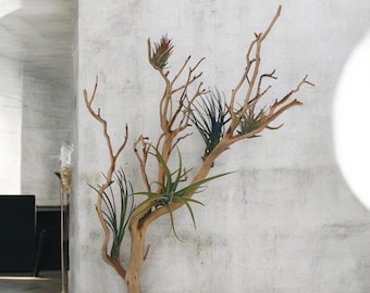 Suspended Manzanita Branch Wall Art with 5 Live Air Plants – Floating Rustic Wood Hanging, Natural or Sandblasted Finish