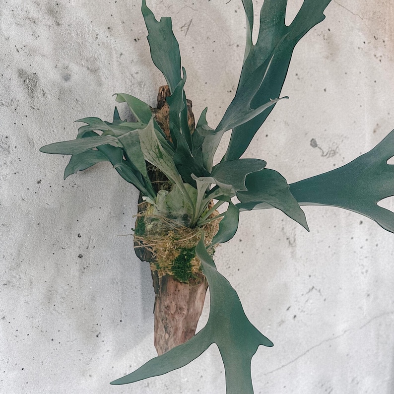 Staghorn Fern Mounted on Driftwood – Handcrafted Botanical Wall Art, Cabin Décor, Nature-Inspired Gift | Large Wall Hanging image 2