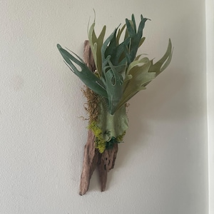 May include: A mounted staghorn fern with green and light green fronds. The fern is attached to a piece of driftwood with moss and other greenery. The driftwood is a light brown color and has a natural, weathered appearance. The plant is mounted on a white wall.