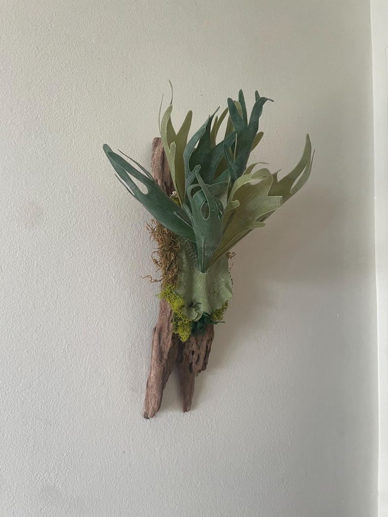May include: A mounted staghorn fern with green and light green fronds. The fern is attached to a piece of driftwood with moss and other greenery. The driftwood is a light brown color and has a natural, weathered appearance. The plant is mounted on a white wall.