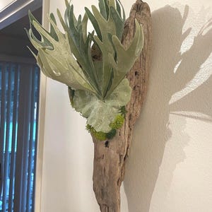 May include: A staghorn fern mounted on a piece of driftwood. The fern has large, light green fronds and is attached to the wood with moss. The driftwood is a natural brown color and has a rough texture. The plant is mounted on a white wall.