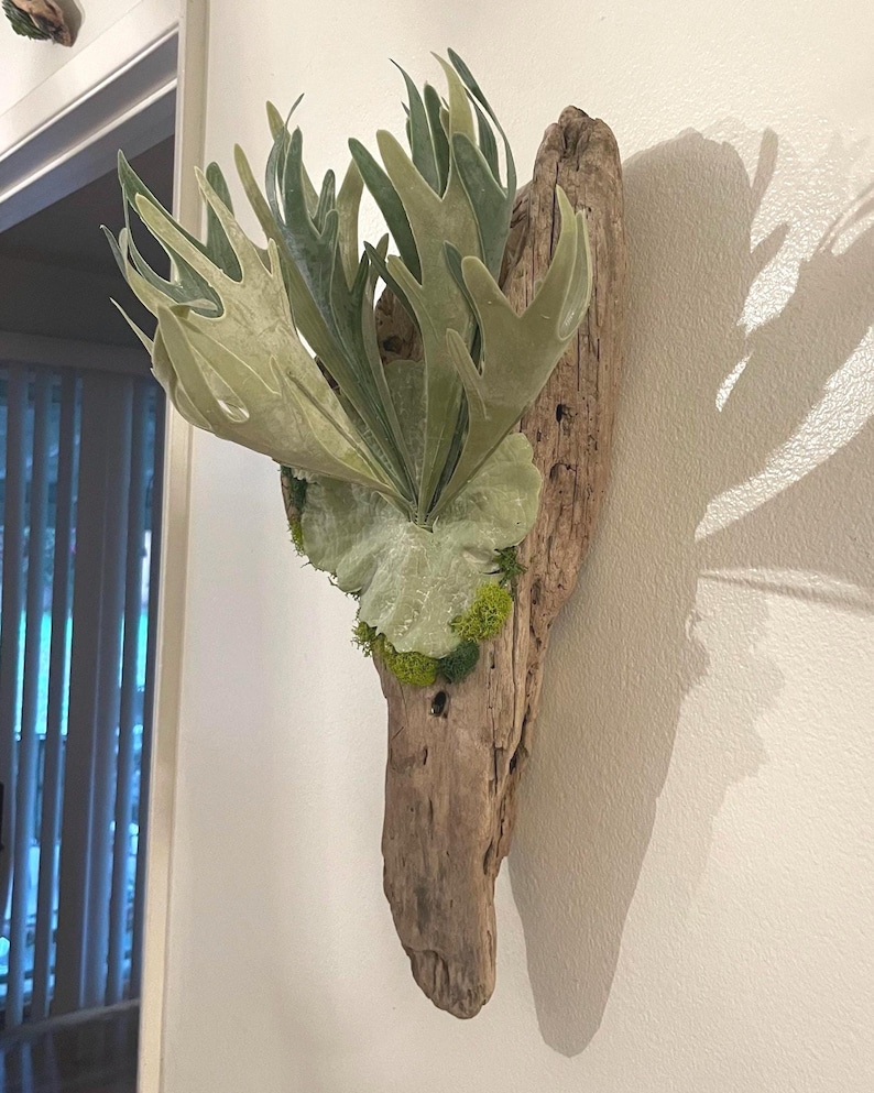 May include: A staghorn fern mounted on a piece of driftwood. The fern has large, light green fronds and is attached to the wood with moss. The driftwood is a natural brown color and has a rough texture. The plant is mounted on a white wall.