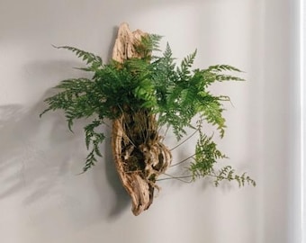 Driftwood Fern Wall Hanging – Made to Order Living Wall Art – Sculptural Coastal Decor – Natural Wood Plant Mount