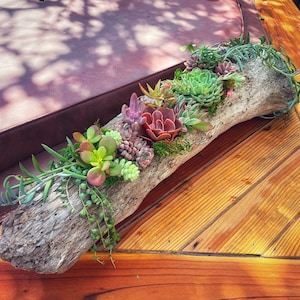 Custom driftwood planter with live succulents | handmade | centerpiece