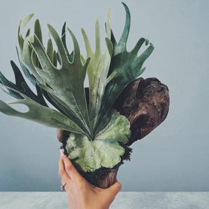 May include: A staghorn fern, with large, green, antler-like fronds, is mounted on a piece of driftwood. The plant is held in a wooden pot, creating a natural, organic aesthetic. The background is a solid, light blue.