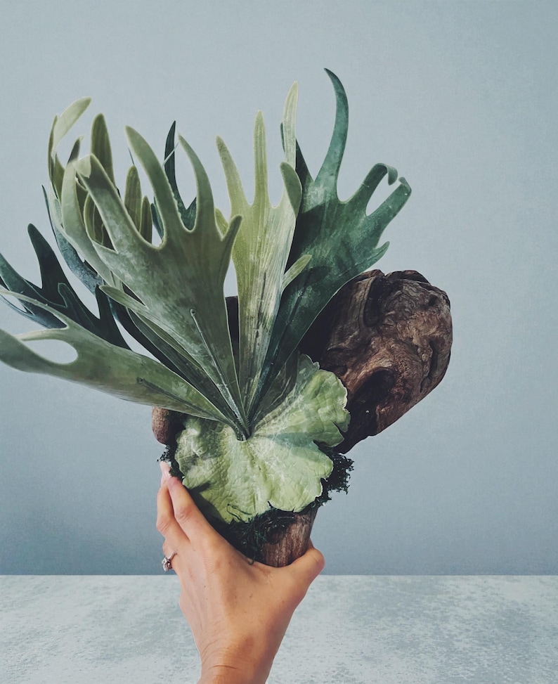 May include: A staghorn fern, with large, green, antler-like fronds, is mounted on a piece of driftwood. The plant is held in a wooden pot, creating a natural, organic aesthetic. The background is a solid, light blue.