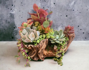 Jardinière en céramique en bois flotté avec plantes succulentes vivantes | Décoration en bois flotté | Cadeau unique