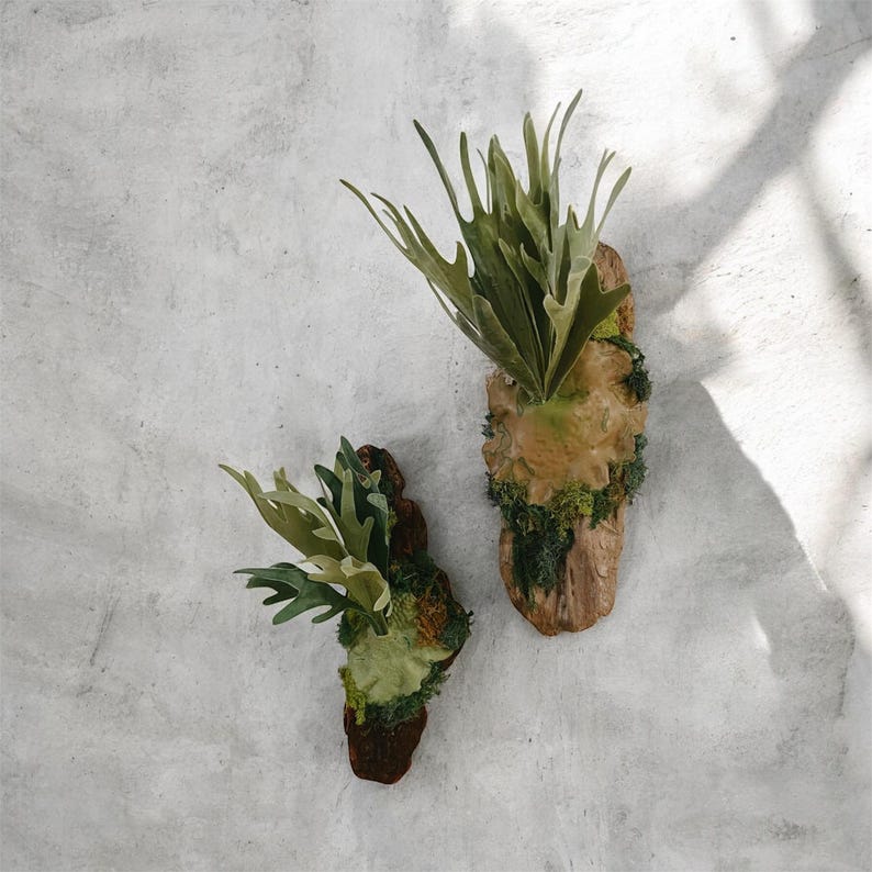 May include: Two staghorn fern plants mounted on wooden plaques. The ferns have vibrant green fronds and are surrounded by moss. The plaques are attached to a light gray wall, creating a natural, earthy aesthetic.