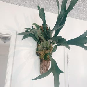 Staghorn Fern Mounted on Driftwood – Handcrafted Botanical Wall Art, Cabin Décor, Nature-Inspired Gift | Large Wall Hanging XL Double Fern