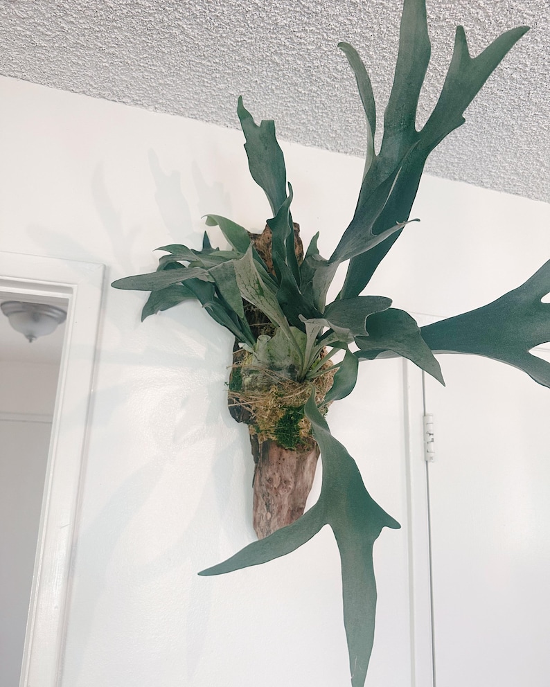 Staghorn Fern Mounted on Driftwood – Handcrafted Botanical Wall Art, Cabin Décor, Nature-Inspired Gift | Large Wall Hanging XL Double Fern